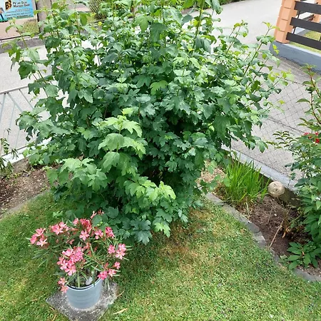 Wohnung Mit Charme In Pinsdorf Exterior photo